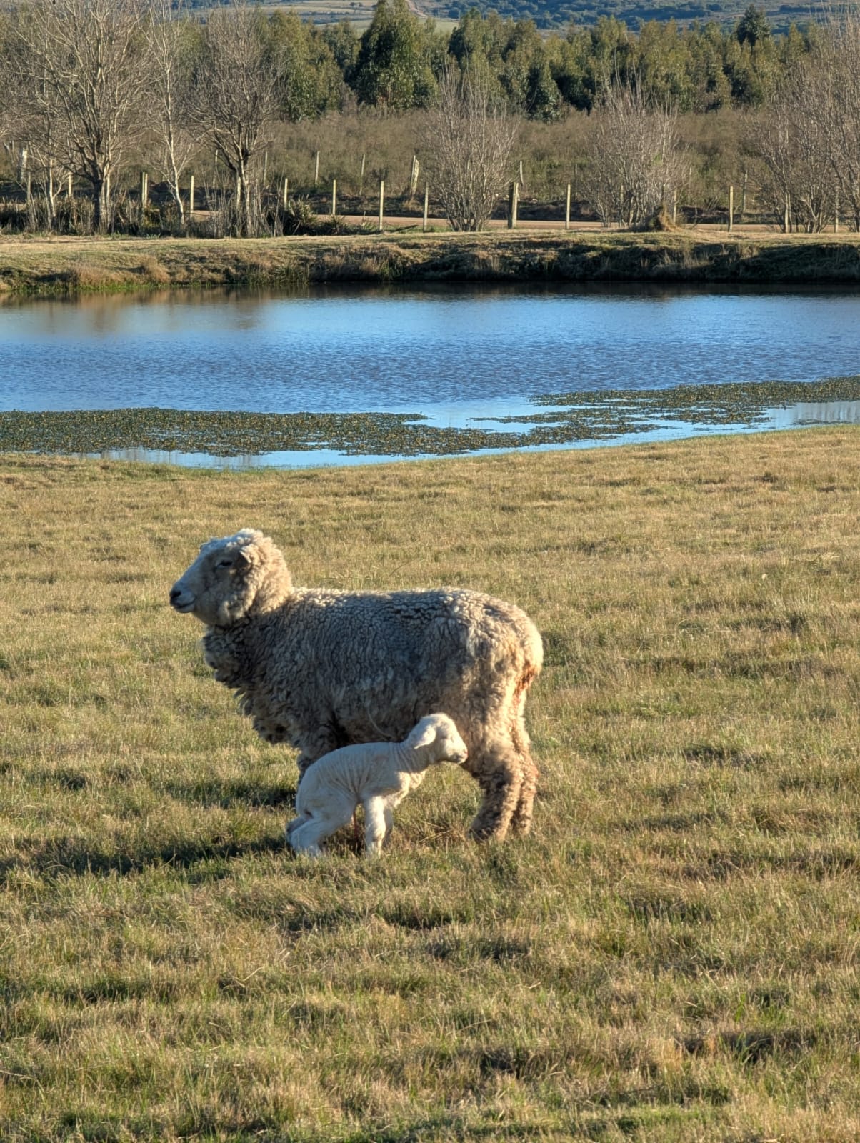 2601_WhatsApp Image 2025-12-24 at 11.43.03 (3).jpeg